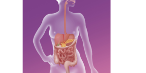 Le système digestif, comment il fonctionne et pourquoi est-il important ?
